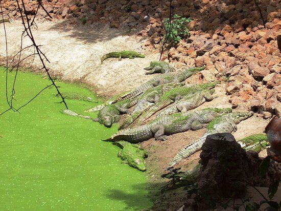 Katchikally Crocodile Pool